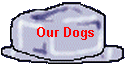 Our Dogs