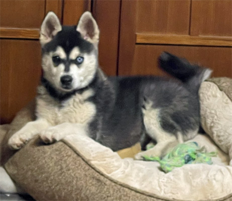 June's Dog of the Month – Alaskan Klee Kai – Shepherd's Grove Studio