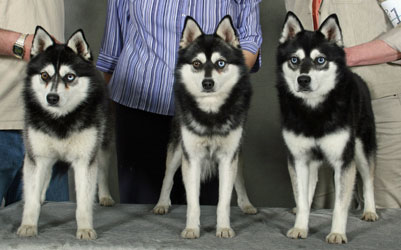 Timber Willow Kipnuk