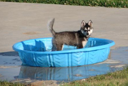 Water Dog Vicki
